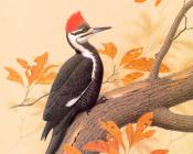 Pileated Woodpecker - 威廉·齐默曼